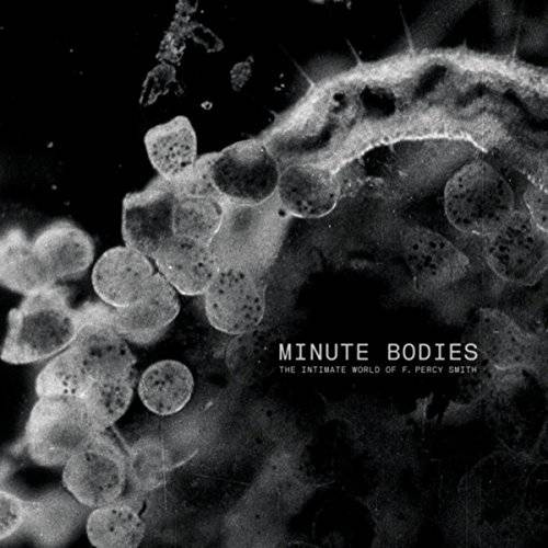 Tindersticks - Minute Bodies